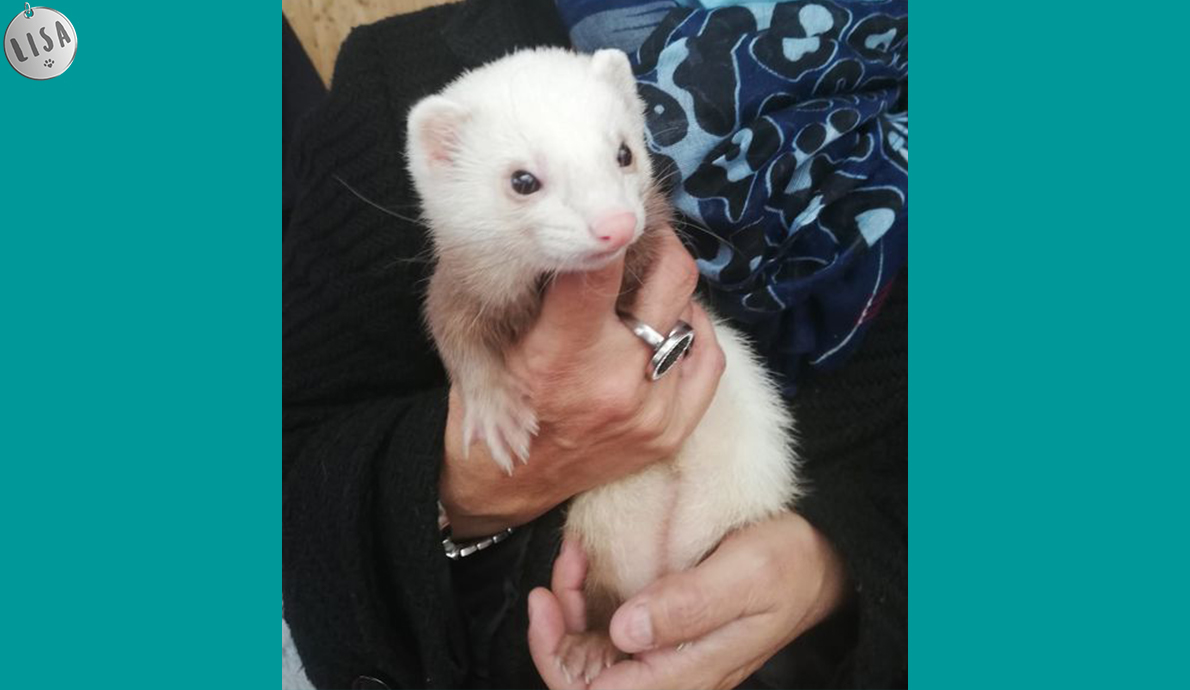 Paillette, adorable furette, vient nous rendre visite - Association_LISA