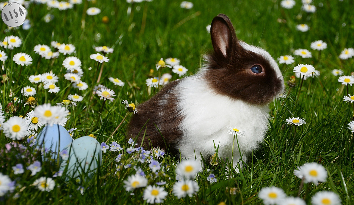 JOYEUSES PÂQUES – Heureuse adoptée ! - Association_LISA