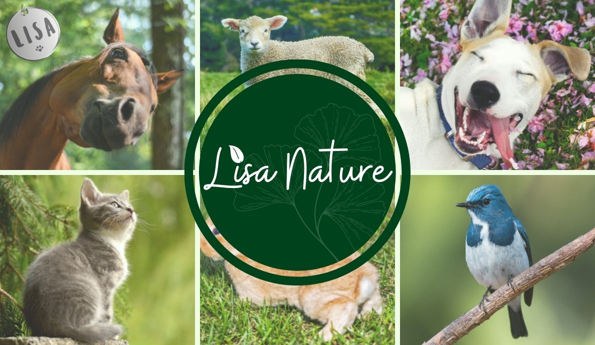 évènement_nature_Association-LISA