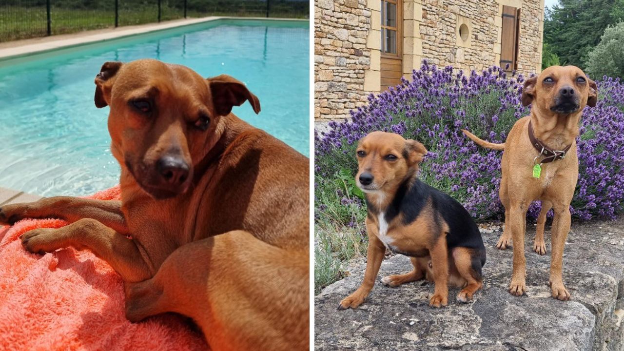 Scooby_En_Vacances_Association-LISA