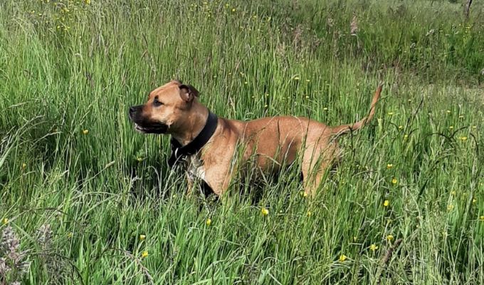 Praline_Parrainage_Association-LISA