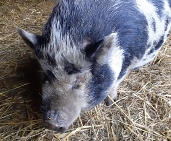 Association-LISA_groingroin_truie-a-parrainer