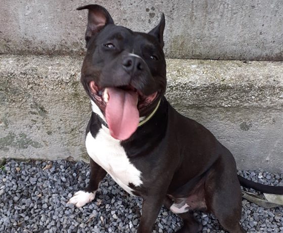 Blackos - chien -Association LISA