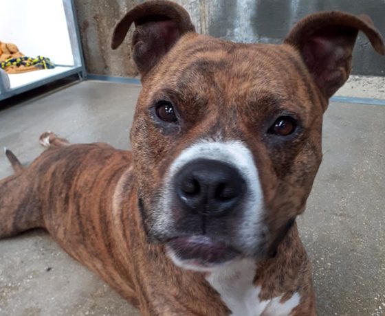 Diamond - Amstaff - Association LISA