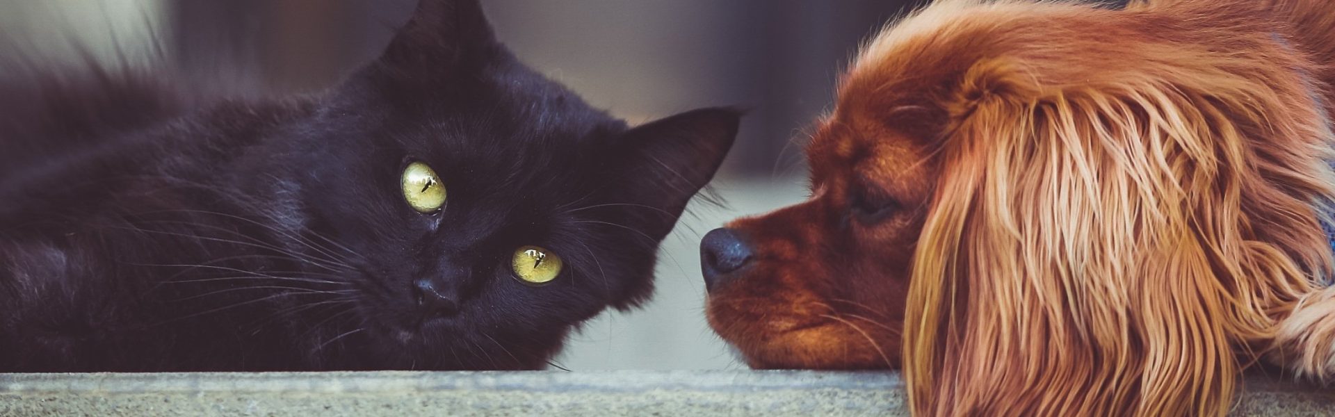 La_voix_des_animaux-Association_LISA