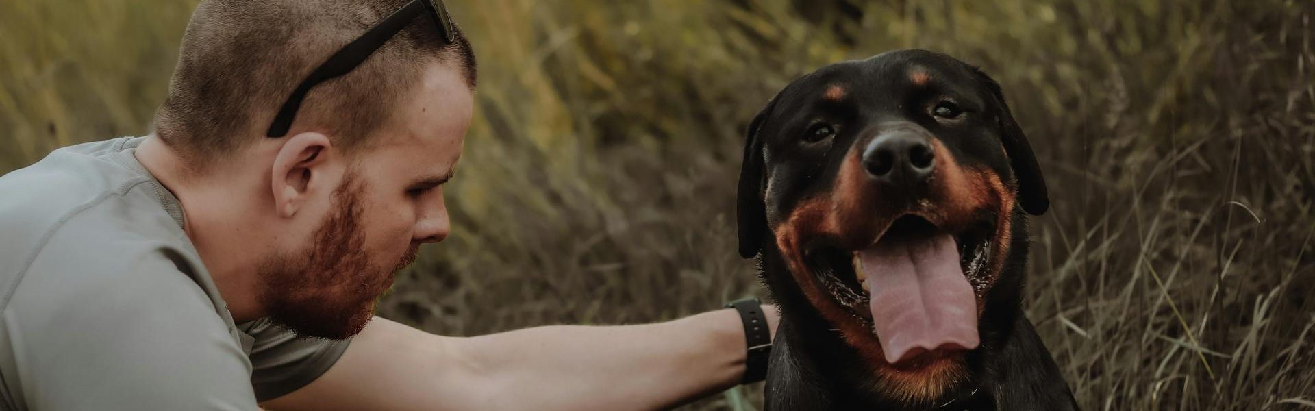 Bannière de la page Chiens de catégorie
